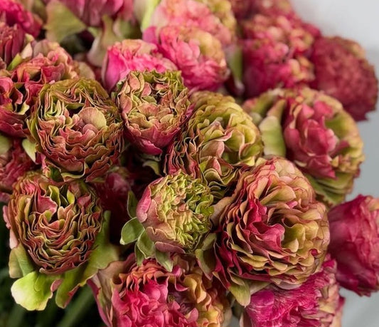 Ranunculus Japan Series Sunset 7 Bulbs