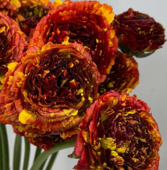 Ranunculus Japan Series Morning Coffee 7 Bulbs