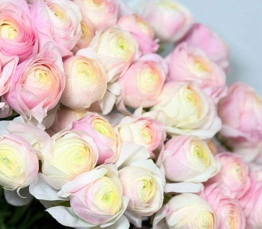 Ranunculus Japan Series Louisa 7 Bulbs