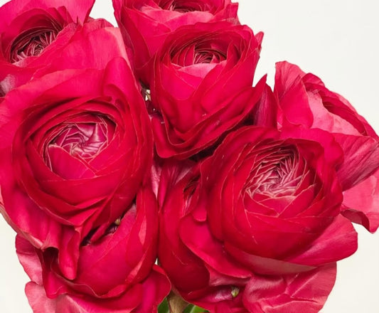 Ranunculus Japan Series Lucia 7 Bulbs