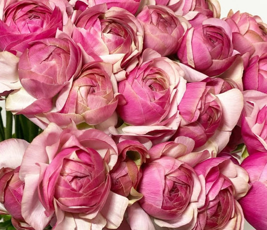 Ranunculus Japan Series Penelope 7 Bulbs