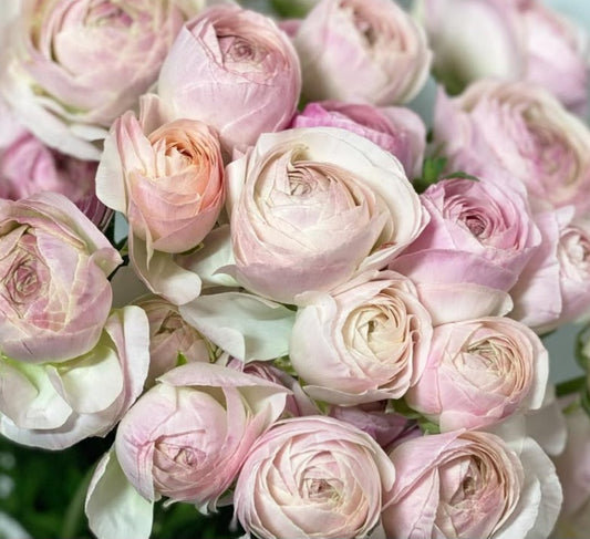 Ranunculus Japan Series Proseco 7 Bulbs