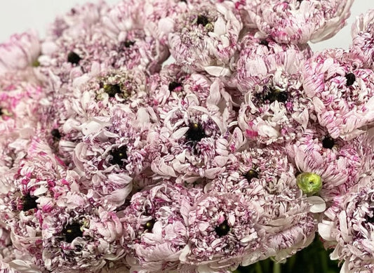 Ranunculus Japan Series Raquel 7 Bulbs