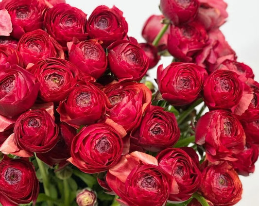 Ranunculus Japan Series Maura 7 Bulbs