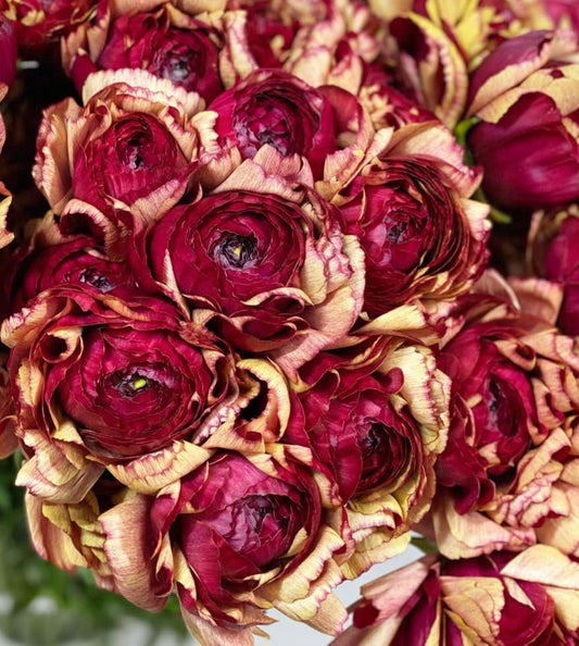Ranunculus Japan Series Renata 7 Bulbs