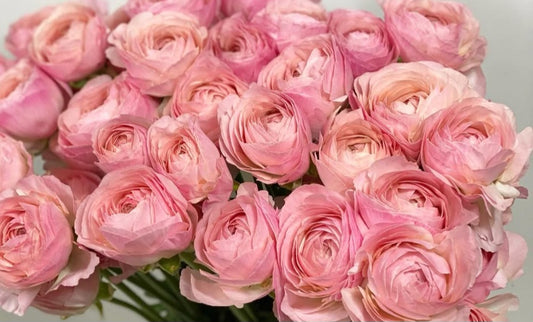 Ranunculus Japan Series Yolanda 7 Bulbs