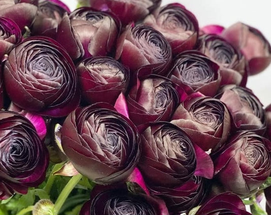 Ranunculus Japan Series Leandra 7 Bulbs