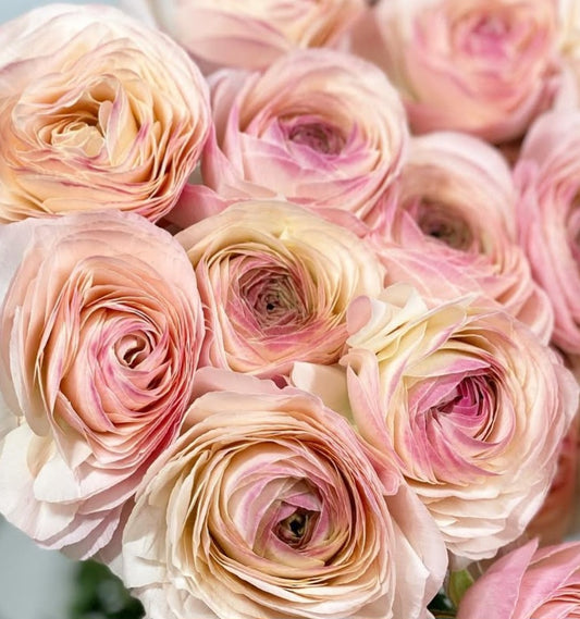 Ranunculus Japan Series Narcisa 7 Bulbs