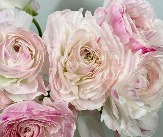 Ranunculus Japan Series Fernanda 7 Bulbs
