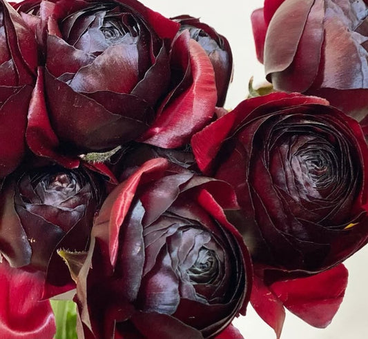 Ranunculus Japan Series Eliana 7 Bulbs