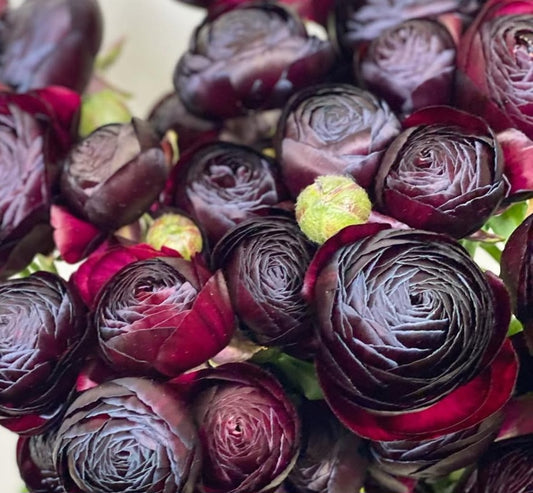 Ranunculus Japan Series Aurelia 7 Bulbs
