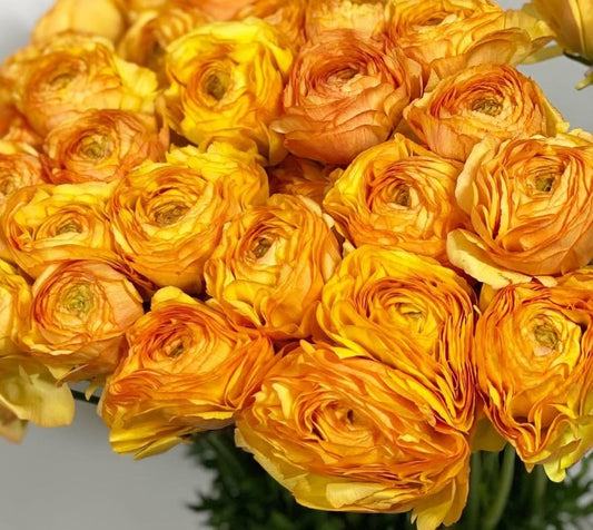 Ranunculus Japan Series Antonia 7 Bulbs