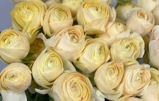 Ranunculus Japan Series Amalia 7 Bulbs