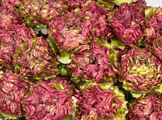 Ranunculus Japan Series Barbara 7 Bulbs