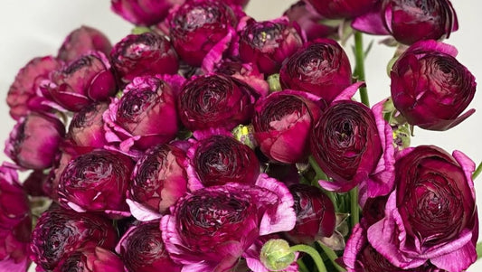 Ranunculus Japan Series Daniela 7 Bulbs