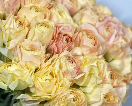 Ranunculus Japan Series Gabriela 7 Bulbs