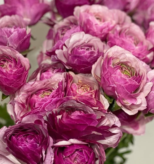 Ranunculus Japan Series Mariana 7 Bulbs