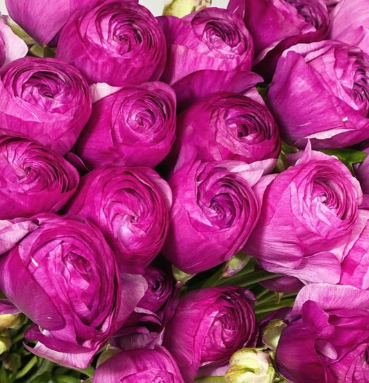 Ranunculus Japan Series Camila 7 Bulbs
