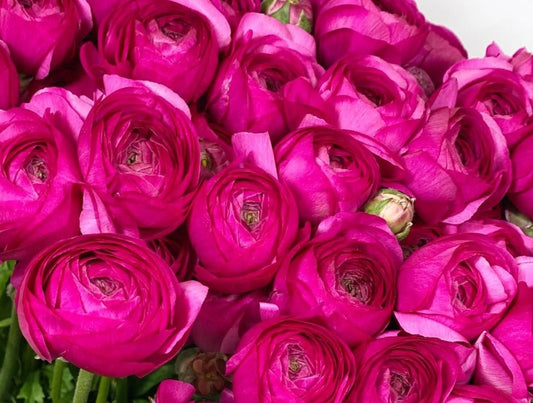 Ranunculus Japan Series Valentina 7 Bulbs