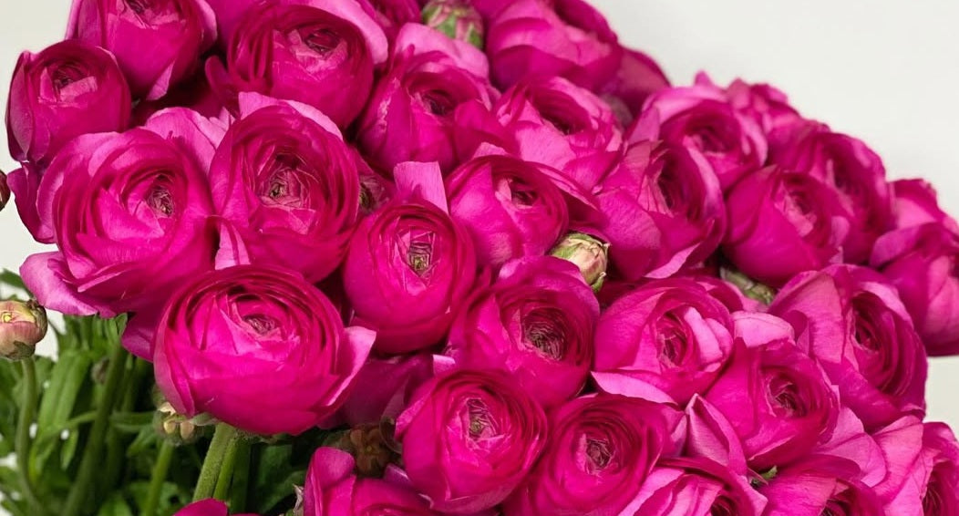 Ranunculus Japan Series Valentina 7 Bulbs