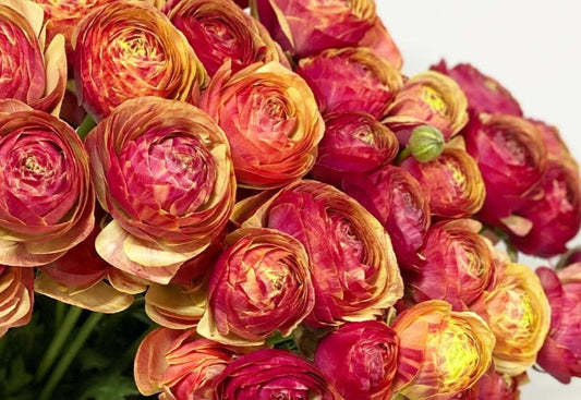 Ranunculus Japan Series Sofía 7 Bulbs