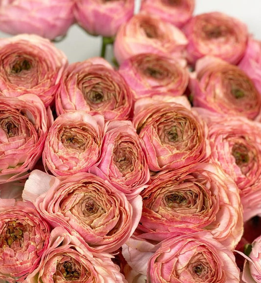 Ranunculus Japan Series Alejandra 7 Bulbs