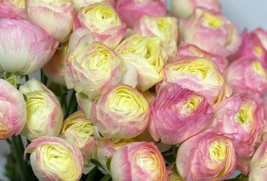 Ranunculus Japan Series Lola 7 Bulbs