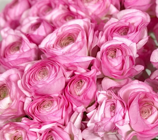 Ranunculus Japan Series Maria 7 Bulbs