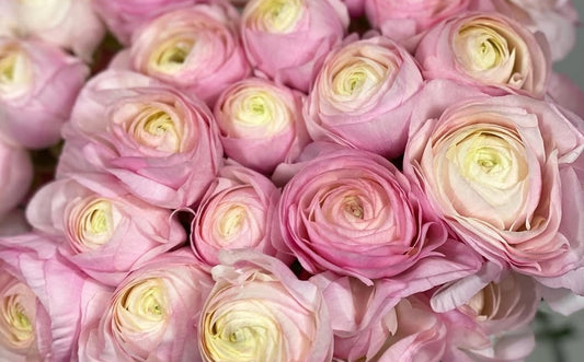 Ranunculus Japan Series Esmeralda 7 Bulbs
