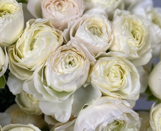 Ranunculus Japan Series Carmen 7 Bulbs