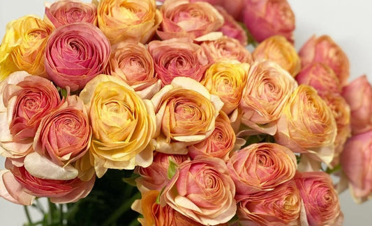 Ranunculus Japan Series Ana 7 Bulbs