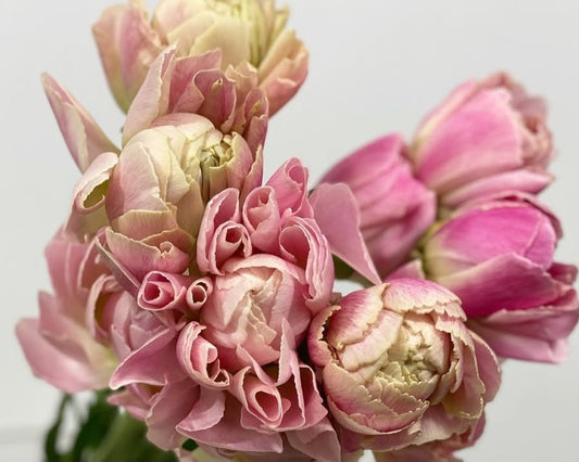 Ranunculus Japan Series Victoria 7 Bulbs