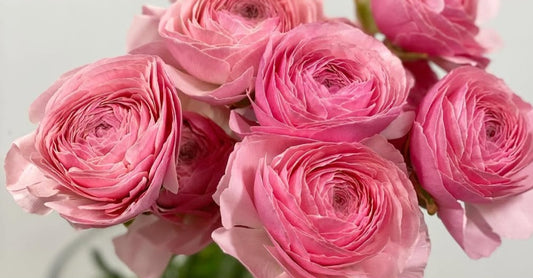 Ranunculus Japan Series Carina 7 Bulbs