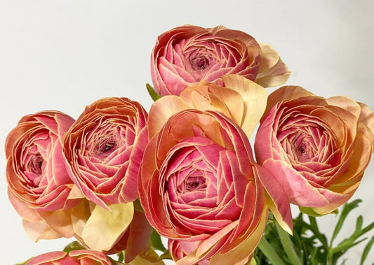 Ranunculus Japan Series Viviana 7 Bulbs