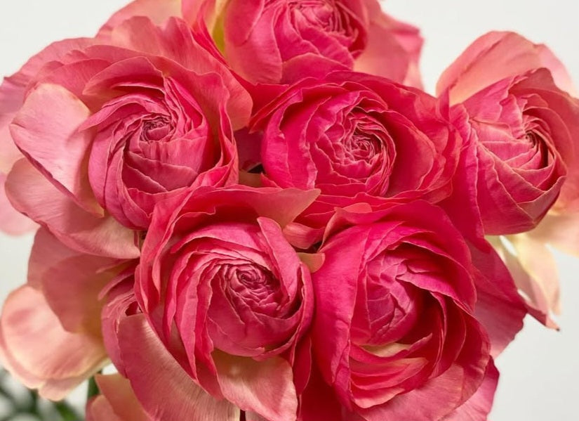 Ranunculus Japan Series Aitana 7 Bulbs