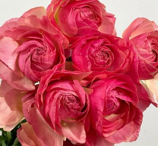 Ranunculus Japan Series Aitana 7 Bulbs