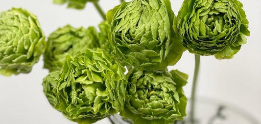 Ranunculus Japan Series Aracely 7 Bulbs
