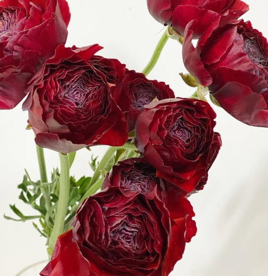 Ranunculus Japan Series Catalina 7 Bulbs