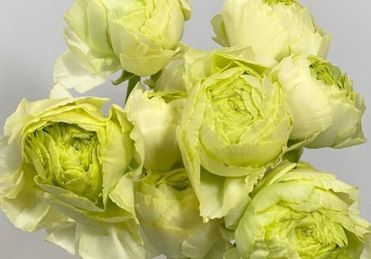 Ranunculus Japan Series Antonella 7 Bulbs