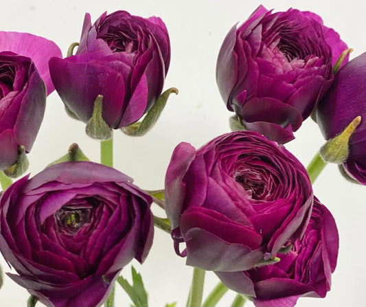 Ranunculus Japan Series Belinda 7 Bulbs
