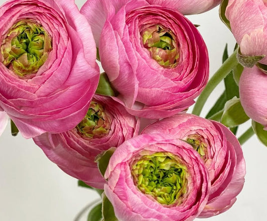 Ranunculus Japan Series Ximena 7 Bulbs