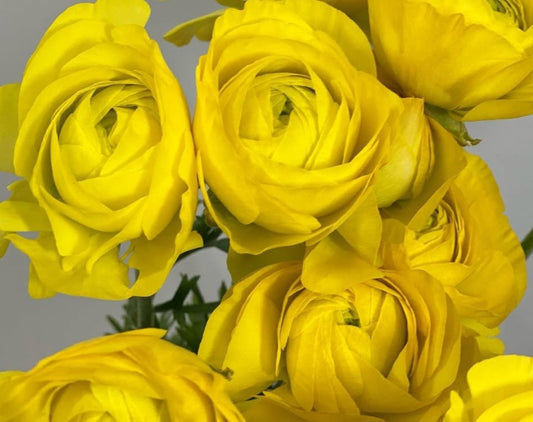 Ranunculus Japan Series Savannah 7 Bulbs