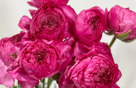 Ranunculus Japan Series Maurice 7 Bulbs