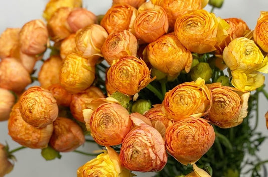 Ranunculus Japan Series Grégoire 7 Bulbs