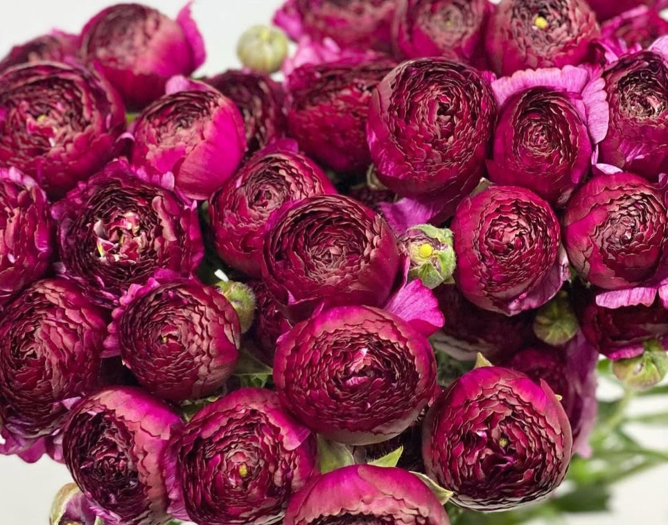 Ranunculus Japan Series Adella 7 Bulbs