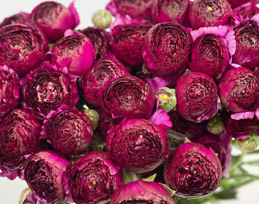 Ranunculus Japan Series Adella 7 Bulbs