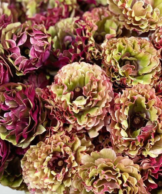 Ranunculus Japan Series Timothée 7 Bulbs
