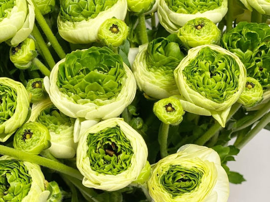 Ranunculus Japan Series Jérôme 7 Bulbs