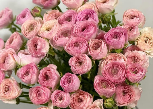 Ranunculus Japan Series Charles 7 Bulbs