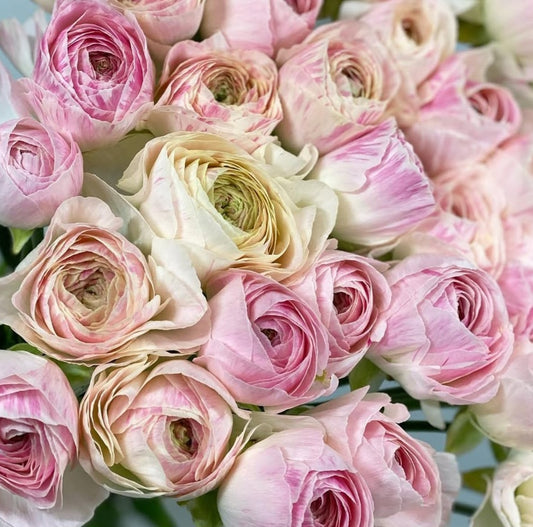 Ranunculus Japan Series Eugène 7 Bulbs